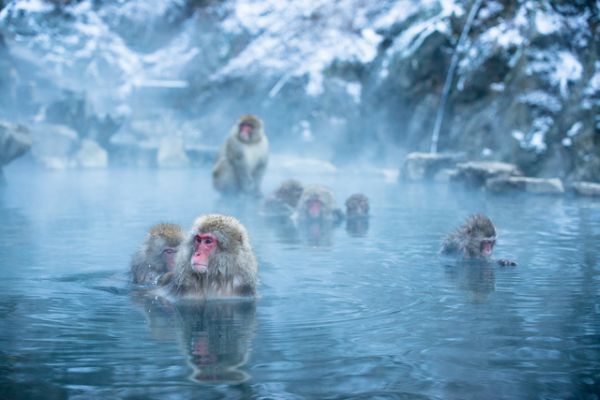 冬灯りの善光寺と湯けむり幻想の地獄谷2泊3日2